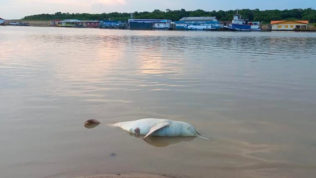 Encuentran 110 delfines muertos en la Amazonía brasileña en medio de la sequía