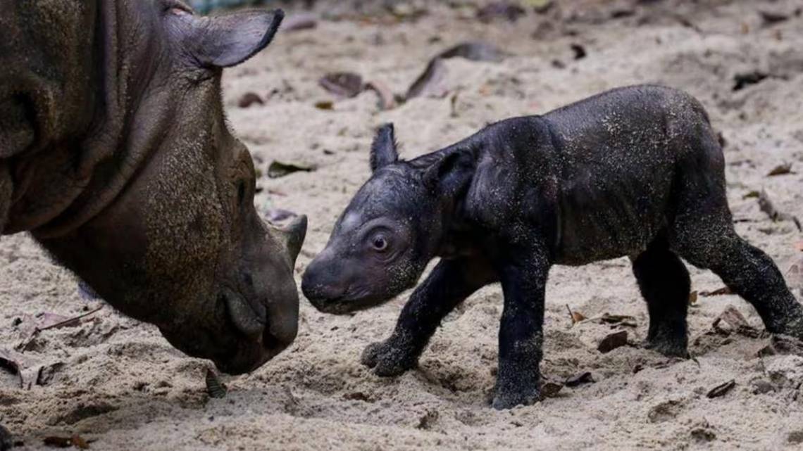 Nació un rinoceronte de Sumatra, especie amenazada