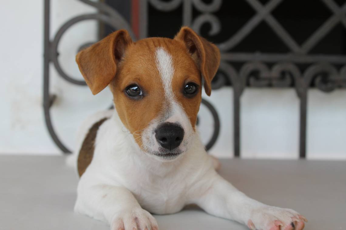 Protección animal: informaron el cronograma de atención para el mes de febrero