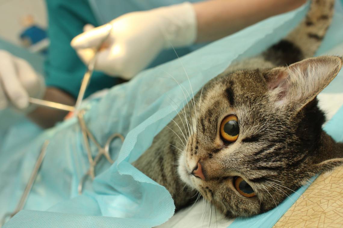 Continúa en mayo el programa gratuito de castraciones y atención básica para mascotas