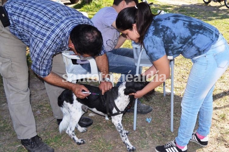 La campaña de vacunación antirrábica se extiende a los barrios