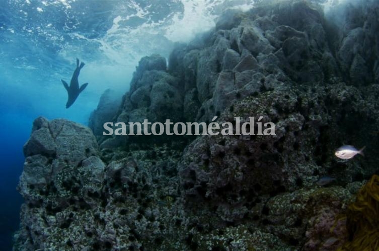Chile tendrá un parque marino más grande que Ecuador