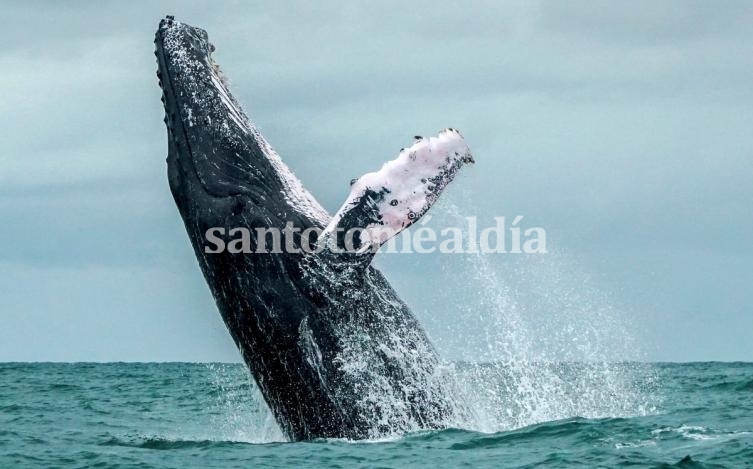 La biodiversidad de la Tierra, en peligro: en los últimos 44 años cayó un 60% la población de animales salvajes.