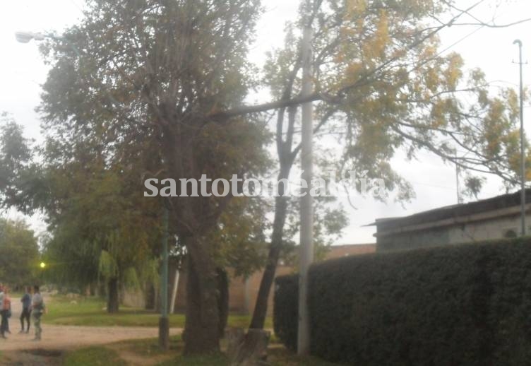 Una rama amenaza el cableado en 4 de Enero al 4900. (Foto: Prensa Schmidhalter)