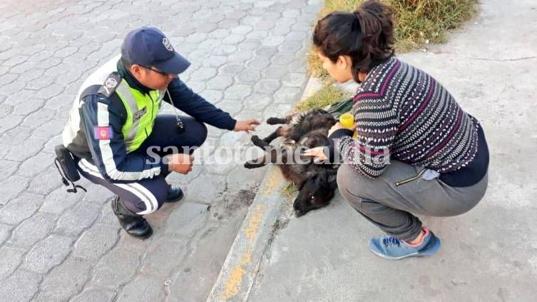 Ecuador: donaron alimento envenenado a varios refugios y mataron a más de 20 perros