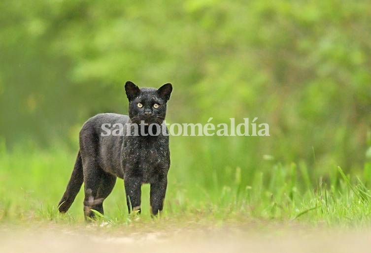 Apareció un gato montés en la Reserva Ecológica de la UNL