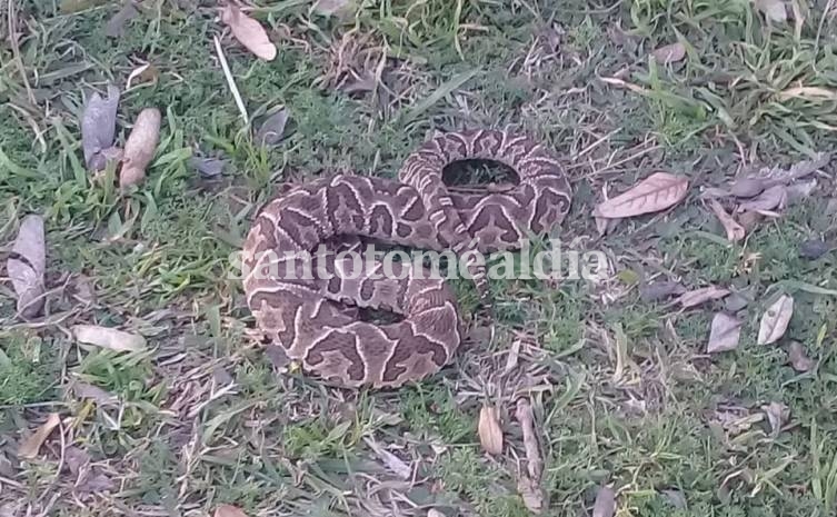 Una serpiente yarará atacó a una joven en la costanera