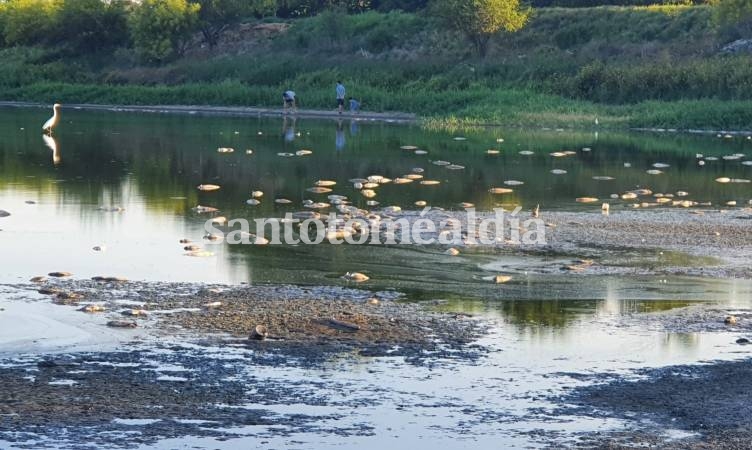 Mortandad masiva de peces en la Laguna Juan de Garay: piden investigar las causas
