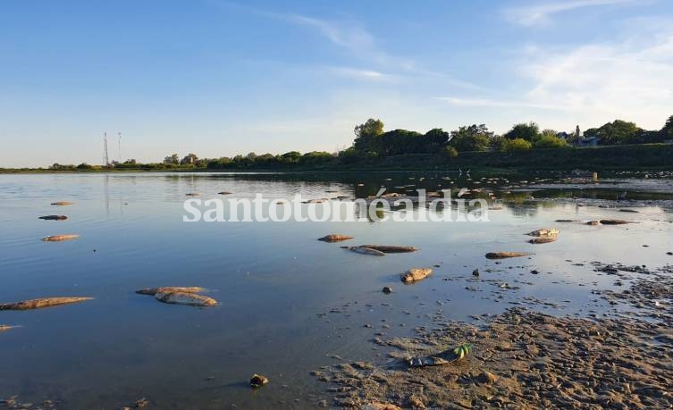 El Instituto Nacional de Limnología estudia las causas de la mortandad de peces en la Laguna Juan de Garay 