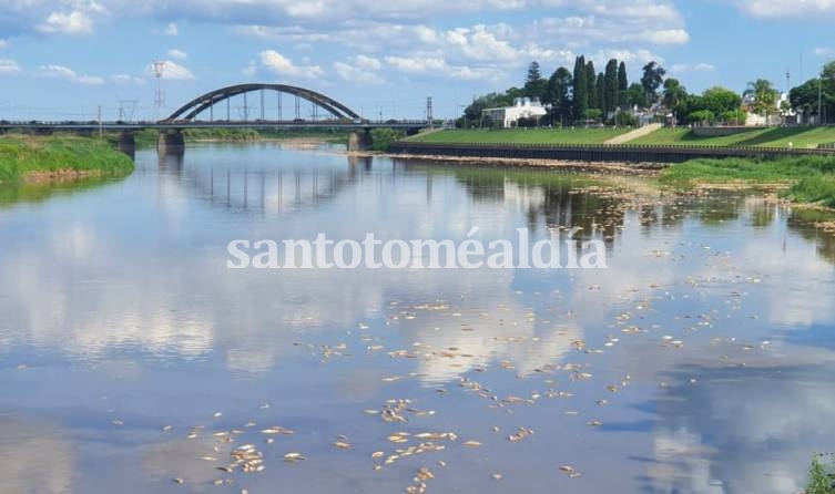 La provincia sostiene que hubo un fenómeno natural en la mortandad de peces. (Foto: Santotomealdia - Archivo)