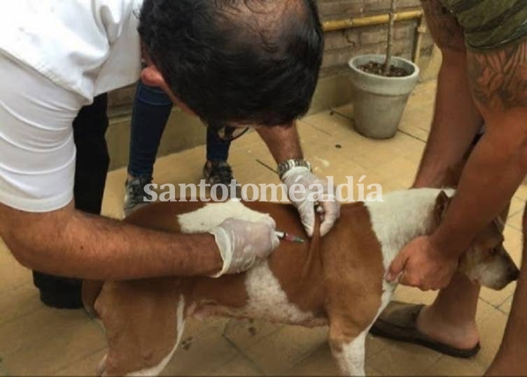 La campaña gratuita de vacunación antirrábica sale a visitar los barrios