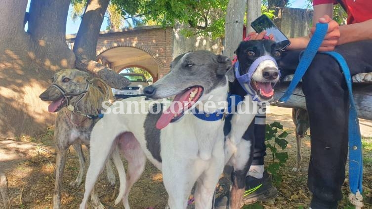 Rescataron 61 galgos que eran utilizados para competir en carreras clandestinas