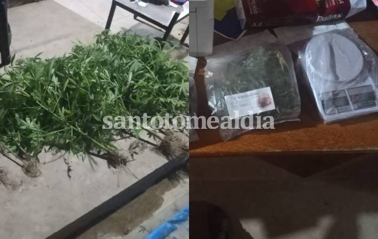 En un allanamiento, personal policial encontró plantas de marihuana y una balanza, entre otros elementos.