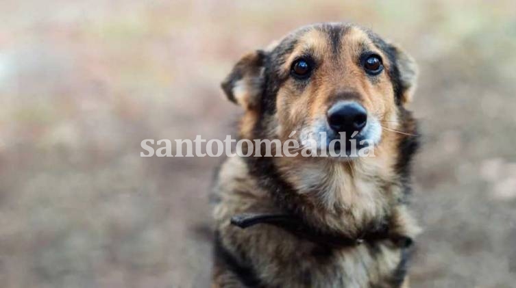 Conmoción y misterio en Brasil: encontraron más de 40 perros muertos tirados al borde de una ruta