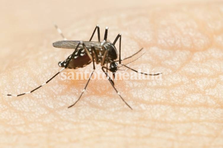 La provincia actualizó la situación de brote de dengue: 13.647 casos en todo el territorio santafesino