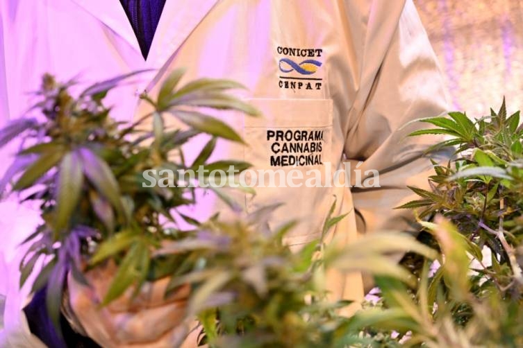 El Gobierno reglamentó la Ley de Cannabis Medicinal