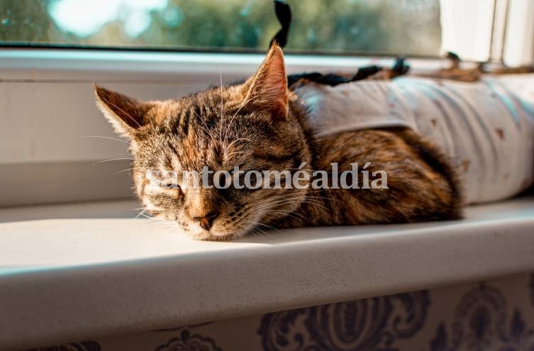 Continúa la campaña de castraciones gratuitas a perros y gatos. (Foto: Julija Matuka)