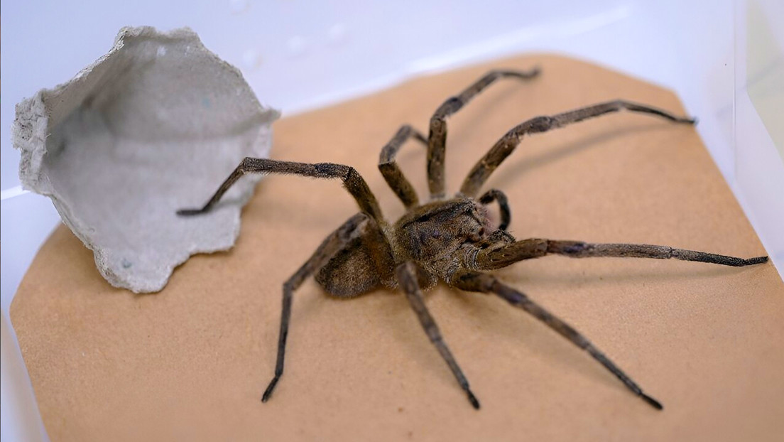 Araña bananera utilizada durante la investigación de la Fundación Ezequiel Días, en el estado de Minas Gerais en Brasil.