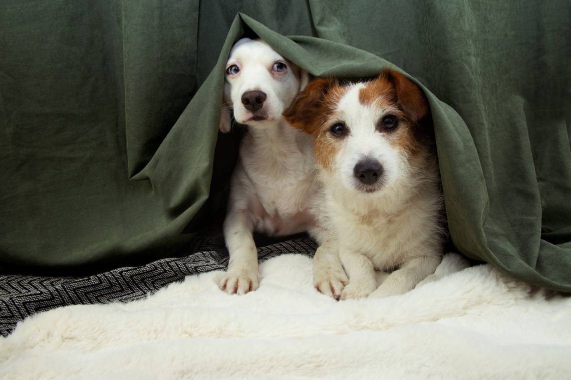 Pirotecnia: 6 consejos para cuidar a las mascotas en estas fiestas