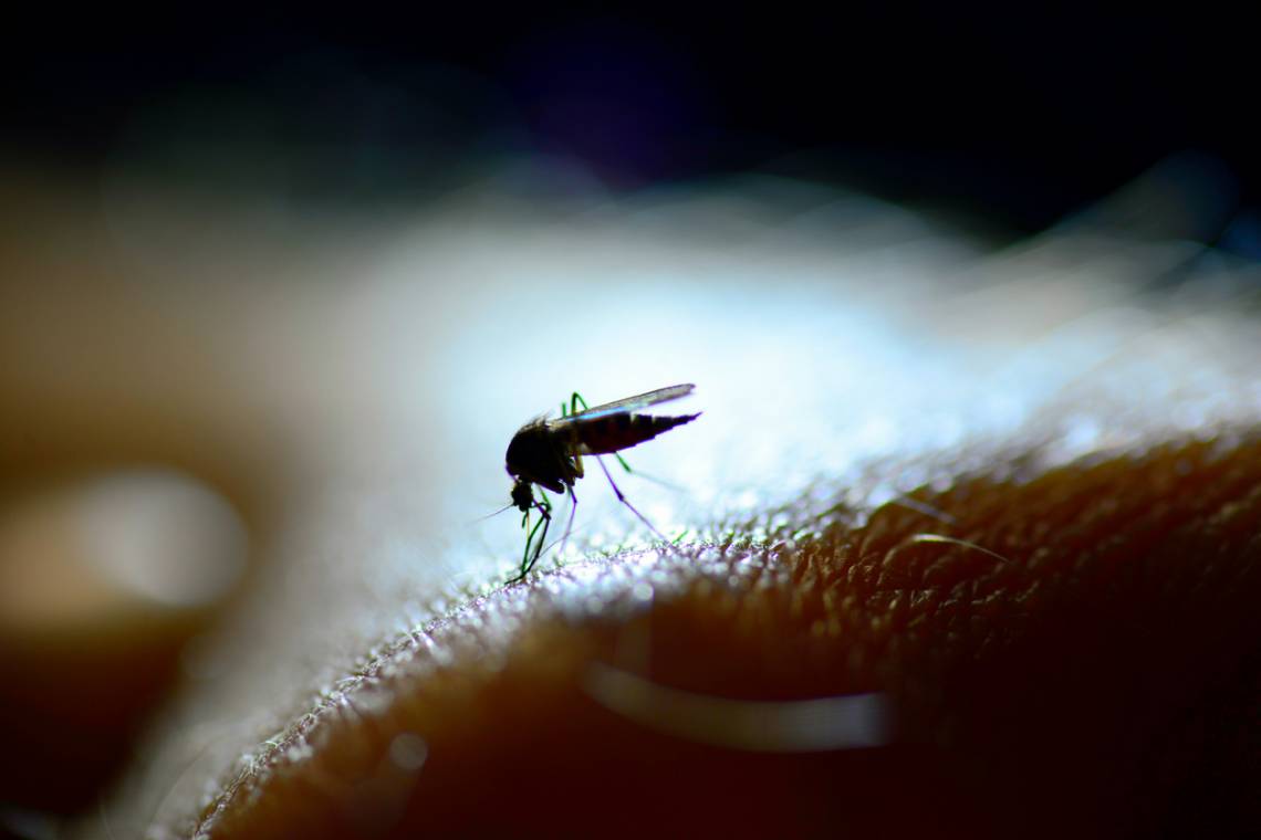 Santo Tomé acumula 130 casos de dengue 