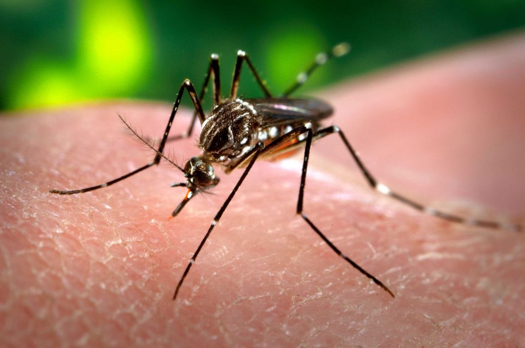 Dengue: Provincia recuerda las recomendaciones para viajeros por el fin de semana largo