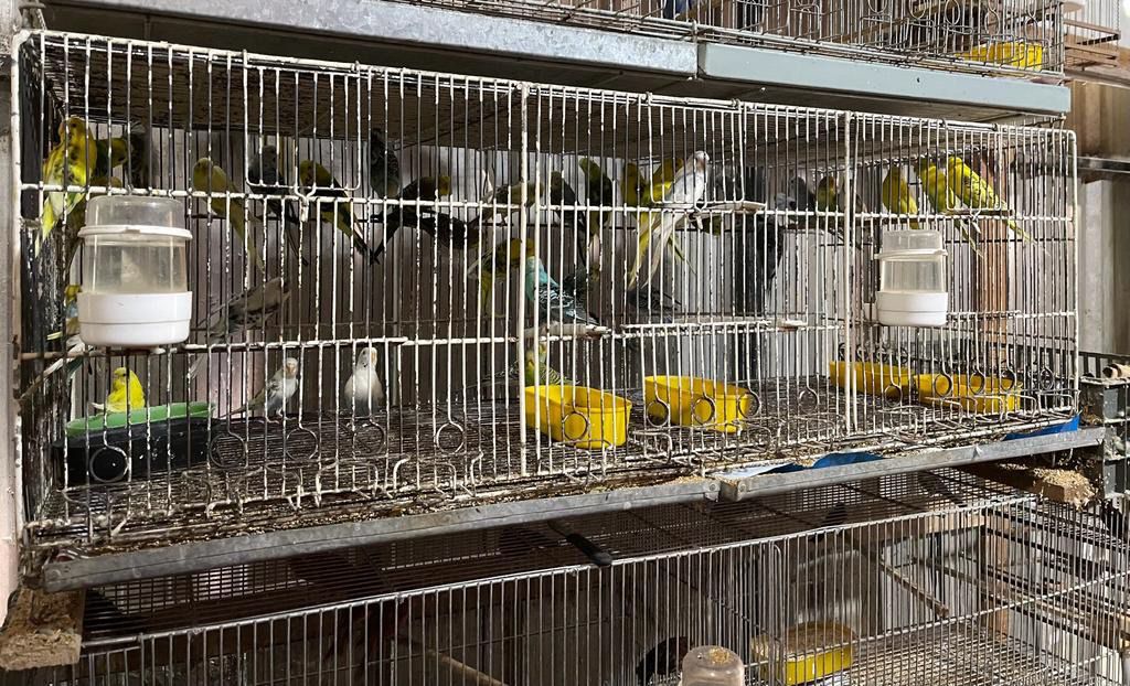 Rescataron animales en cautiverio que iban a ser vendidos de manera ilegal