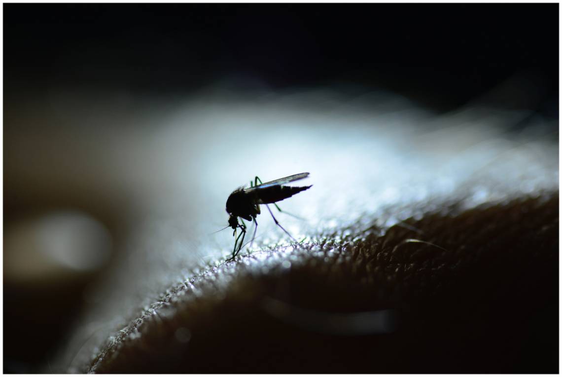 Santo Tomé suma seis casos de dengue en lo que va del año. (Crédito: RolfAasa)