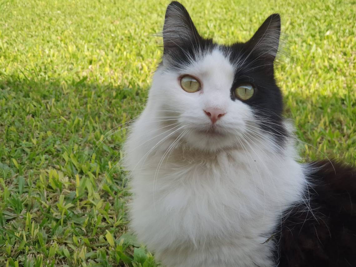 Día Internacional del gato: las ventajas de tener uno en casa