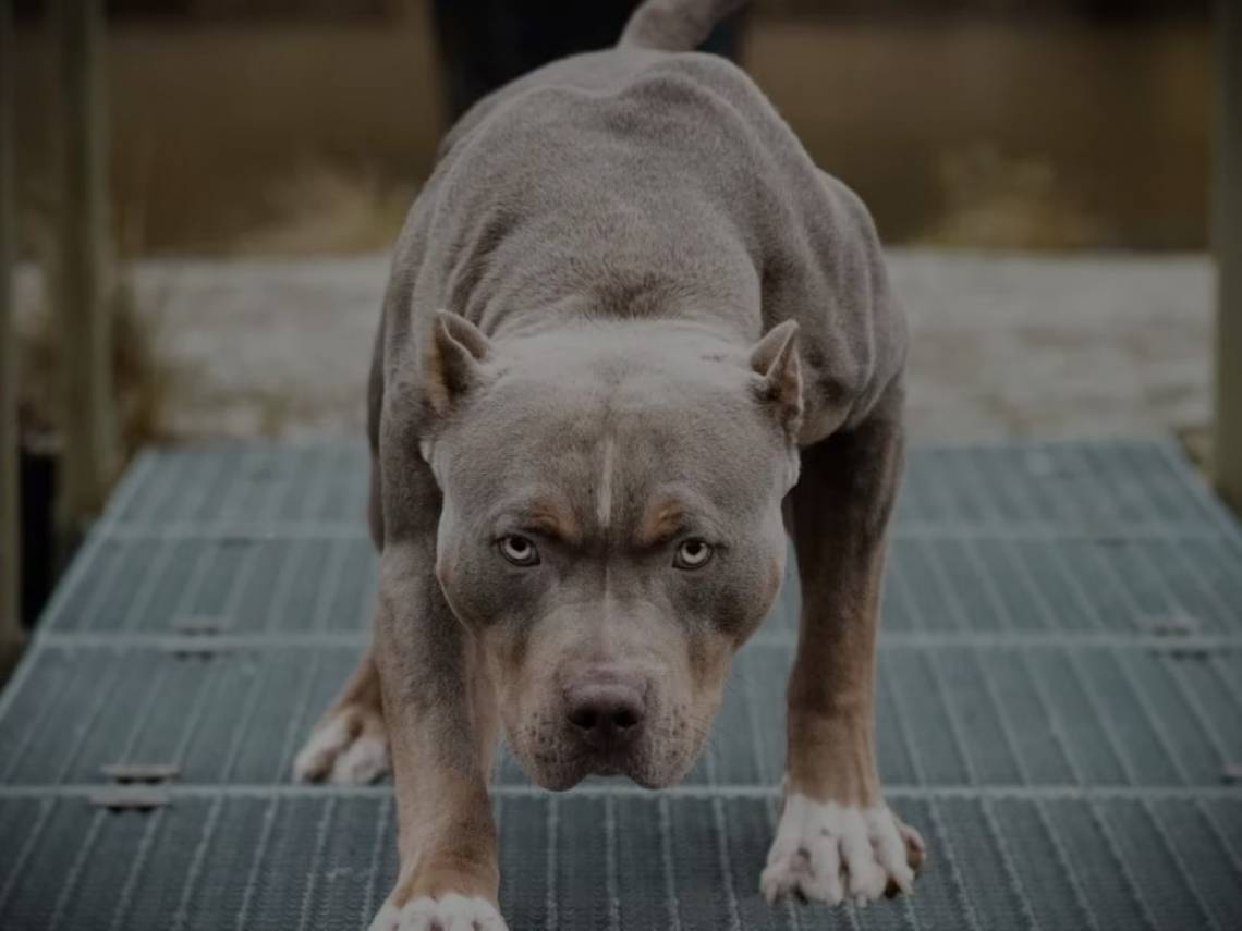 La mujer fue salvajemente atacada por tres perros. (Foto: Ilustrativa / AdobeStock)