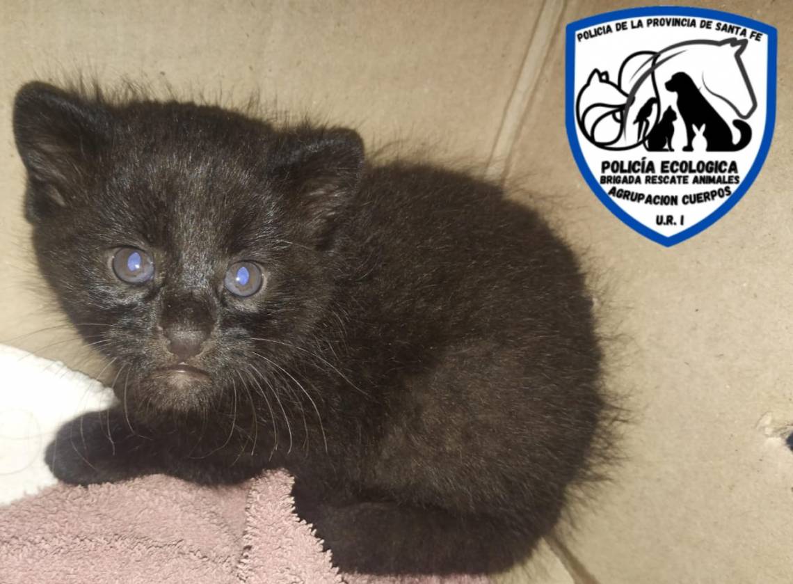 La Policía Ecológica rescató un pequeño gato montés en la zona rural de Coronda