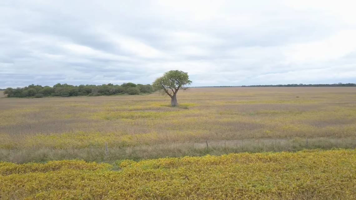 Nuestro país perdió 7,6 millones de hectáreas de vegetación en los últimos 25 años