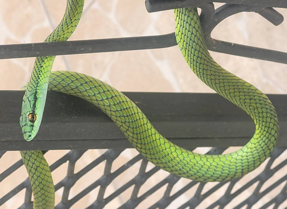 Encontraron una llamativa serpiente en una vivienda de la zona norte de nuestra ciudad