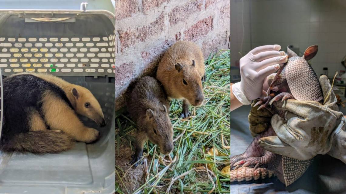 Tres animales silvestres rescatados y que estaban en cautiverio se recuperan en “La Esmeralda”
