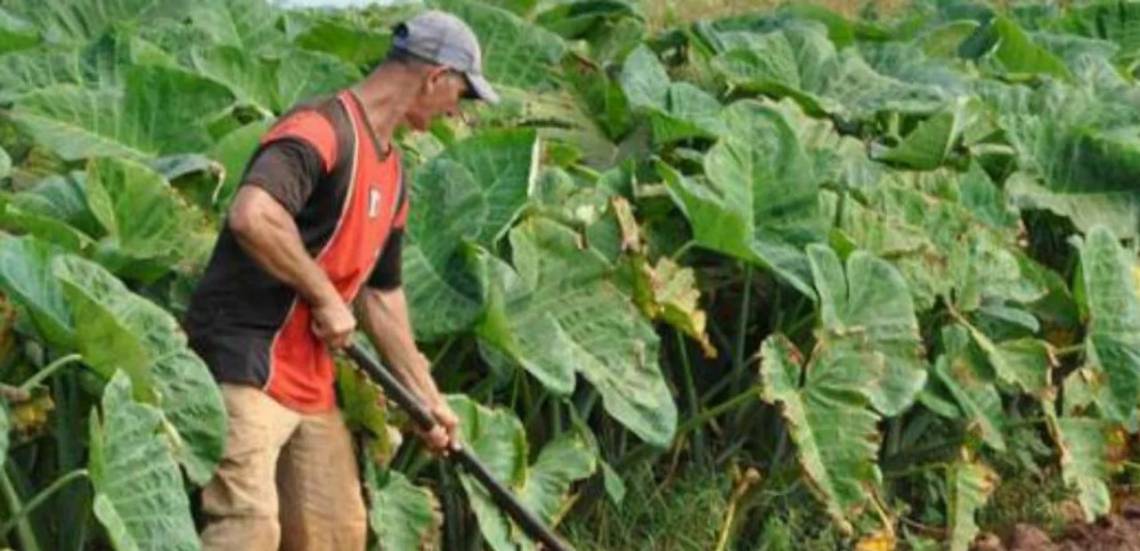 Cuba analiza otorgar tierras en usufructo a extranjeros