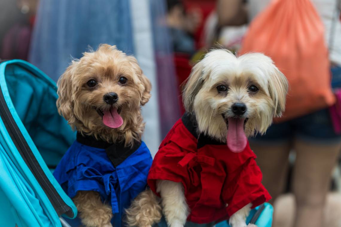 Adopción, charlas y juegos: llega la primera Feria Municipal de Mascotas