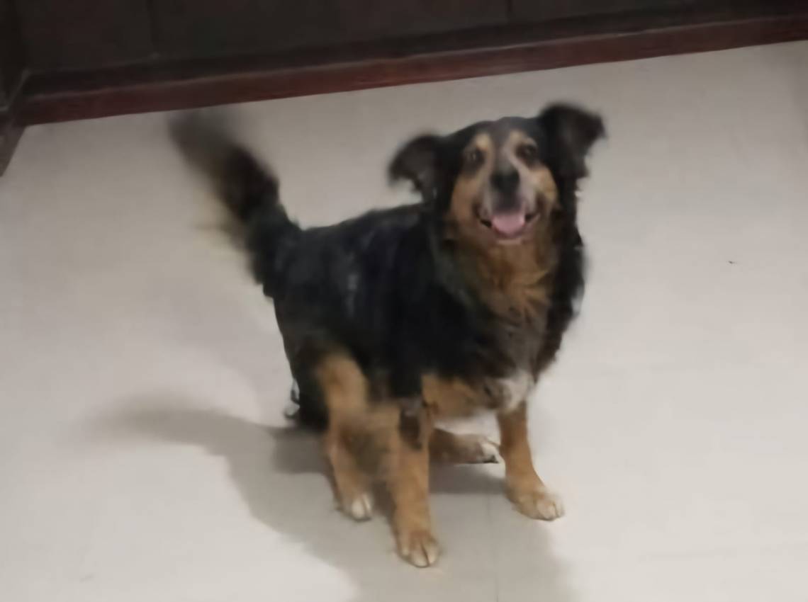 “Manchita”, el perro que fue brutalmente asesinado en San Martín al 3700