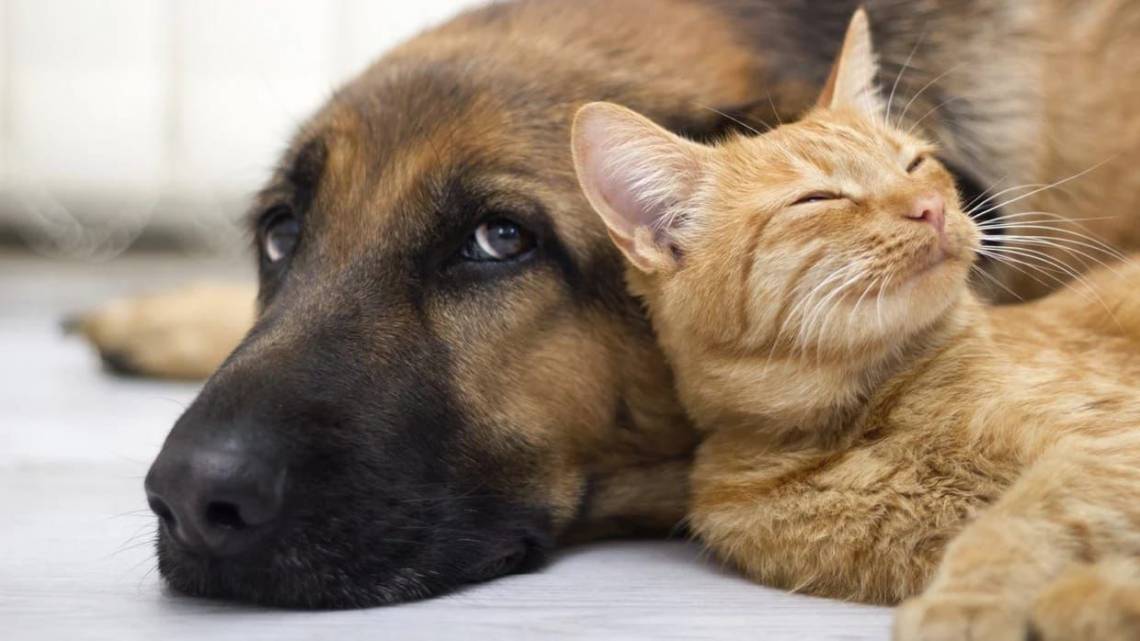 La unidad veterinaria móvil llegó a barrio Santo Tomás de Aquino