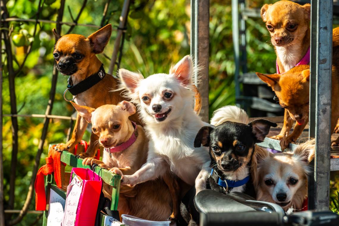 Llega la primera Feria Municipal de Mascotas: adopciones, charlas y juegos