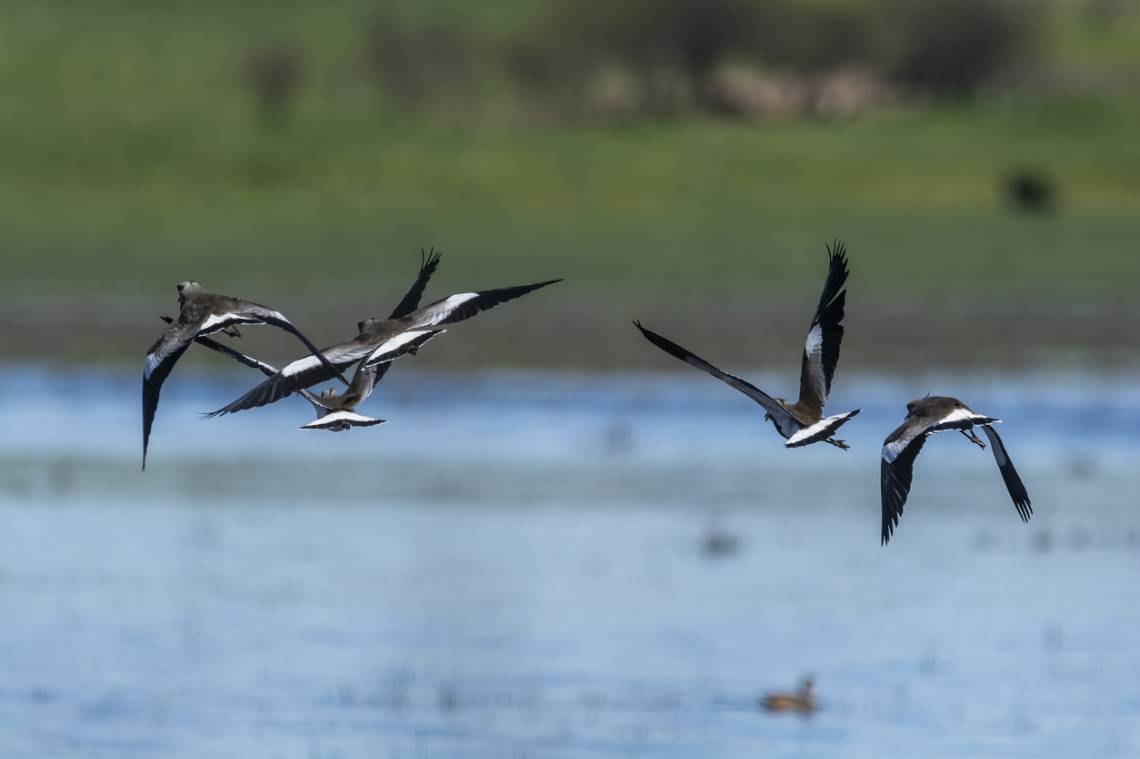 Se realizará una jornada de avistaje de aves migratorias y flora autóctona en la Laguna Juan de Garay. (Credito: Foto4440)