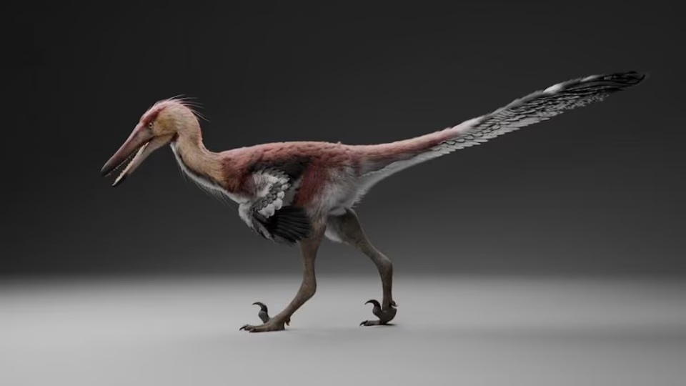 Hallan en la Patagonia una nueva especie de dinosaurio desconocida hasta ahora