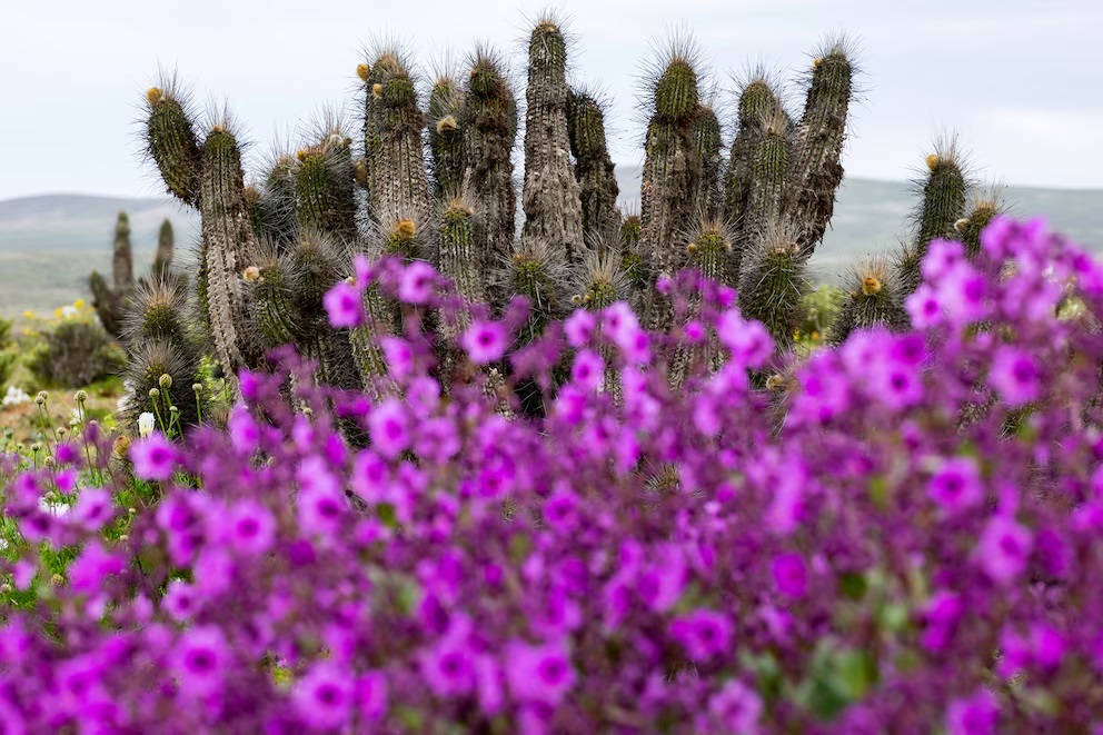 El desierto de Atacama floreció tras las intensas lluvias asociadas a El Niño.