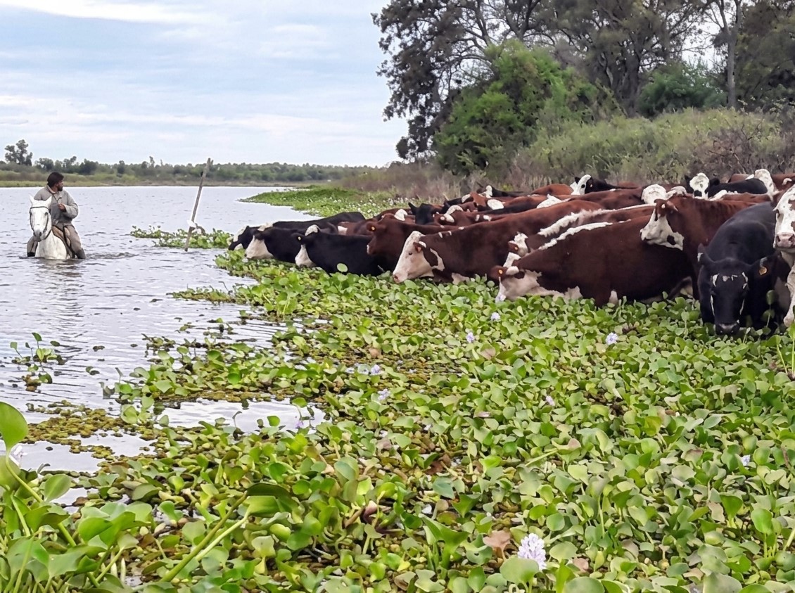 Por la crecida del Paraná, ya retiraron más de 500.000 animales de las zonas de islas